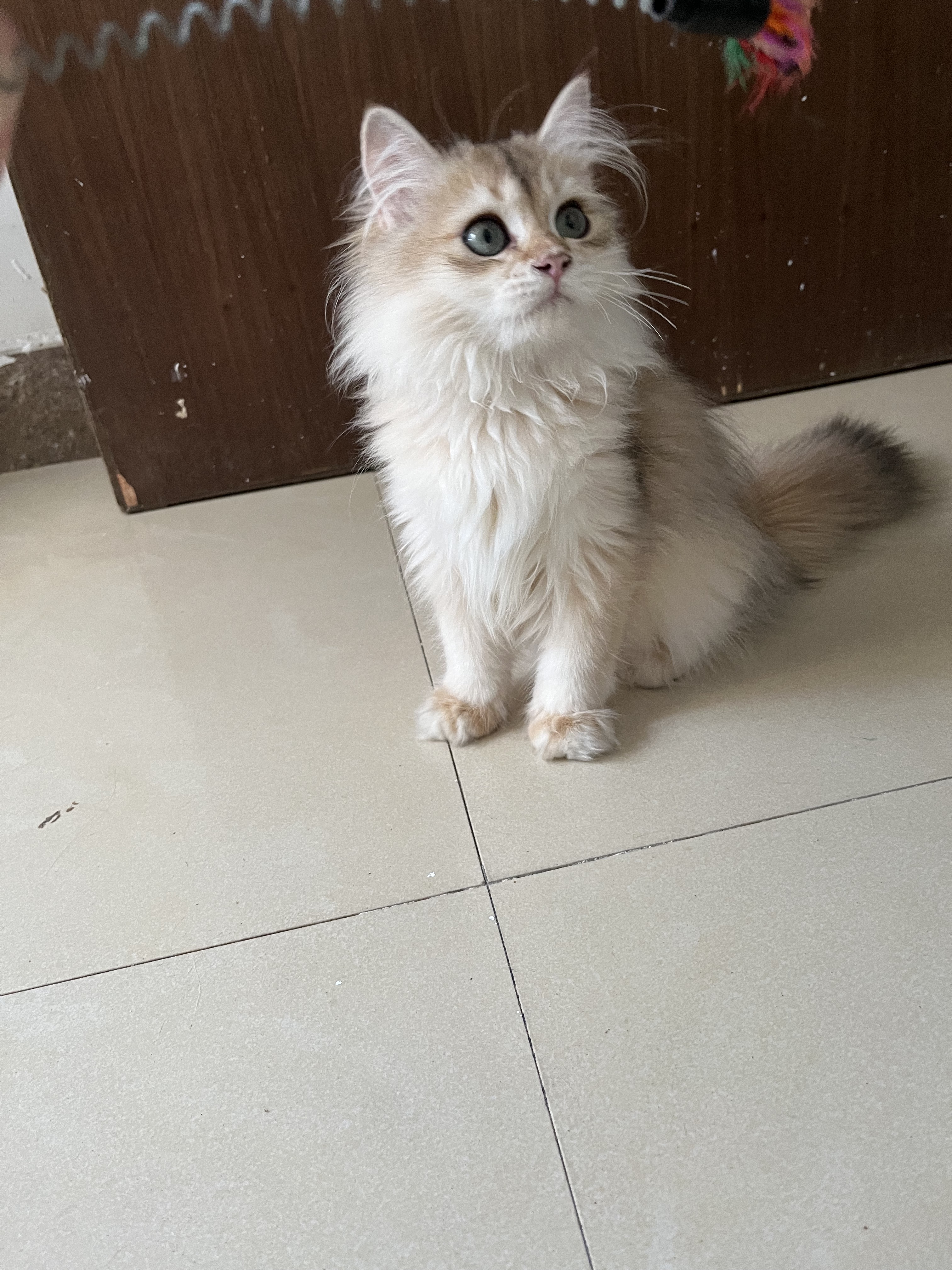 长毛金渐层英国长毛猫